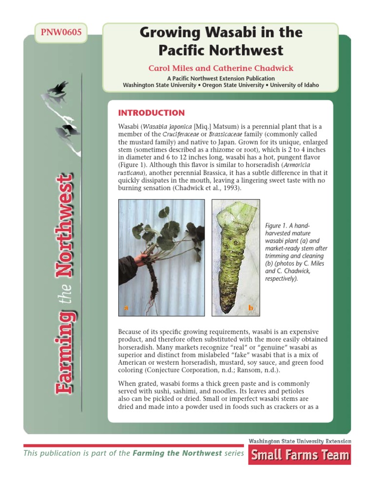 Growing Wasabi in Pacific Northwest | PDF | Seed | Seedling