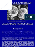 Nannoplankton 1