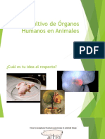 Cultivo de Órganos Humanos en Animales