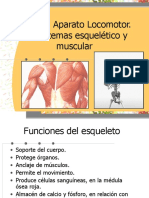 Aparato Locomotor: Esqueleto y Sistema Muscular