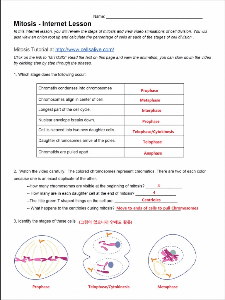 Mitiosis Internet Lesson Key Mitosis Cell Cycle