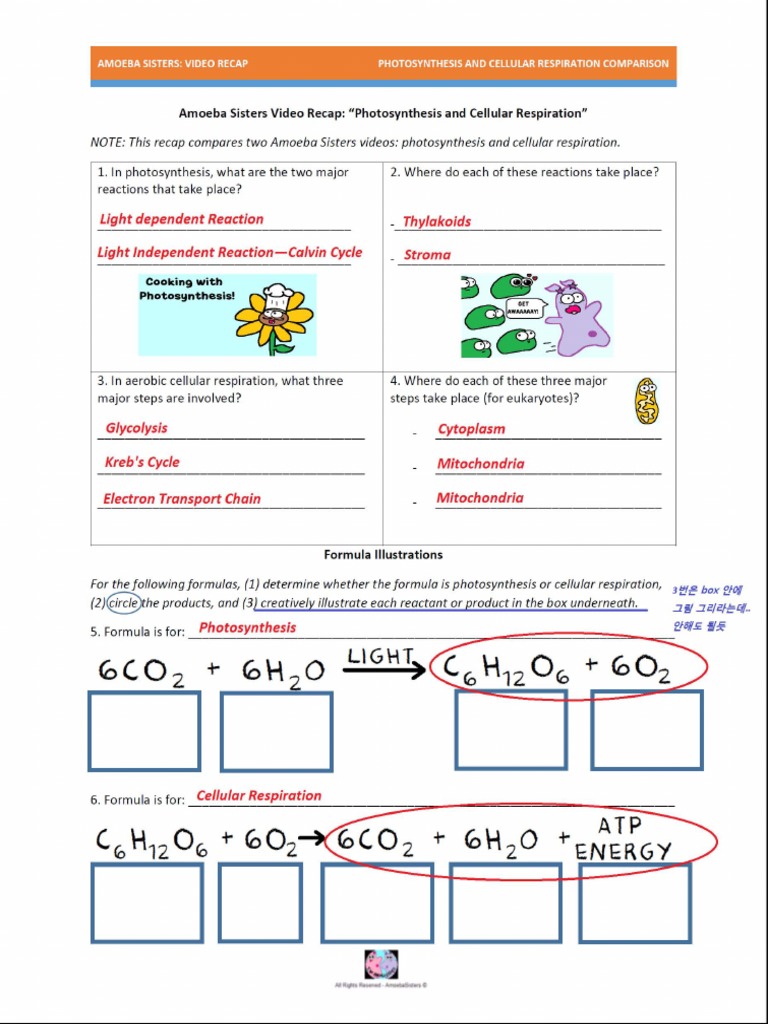 amoeba-sisters-monohybrid-worksheet-answers-two-sisters-on-a-mission-to-demystify-science-with