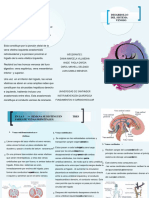 desarrollo venosos