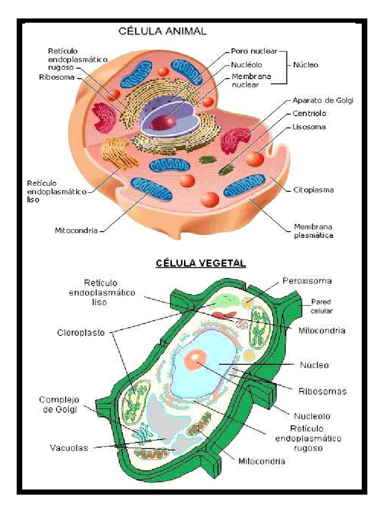 Dibujo de La Célula Animal y Vegetal | PDF