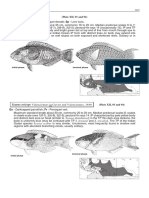 Scarus Niger Forsskål, 1775: (Plate XII, 91 and 92) en - Dusky Parrotfish FR - Perroquet Dorade SP - Loro Lucio