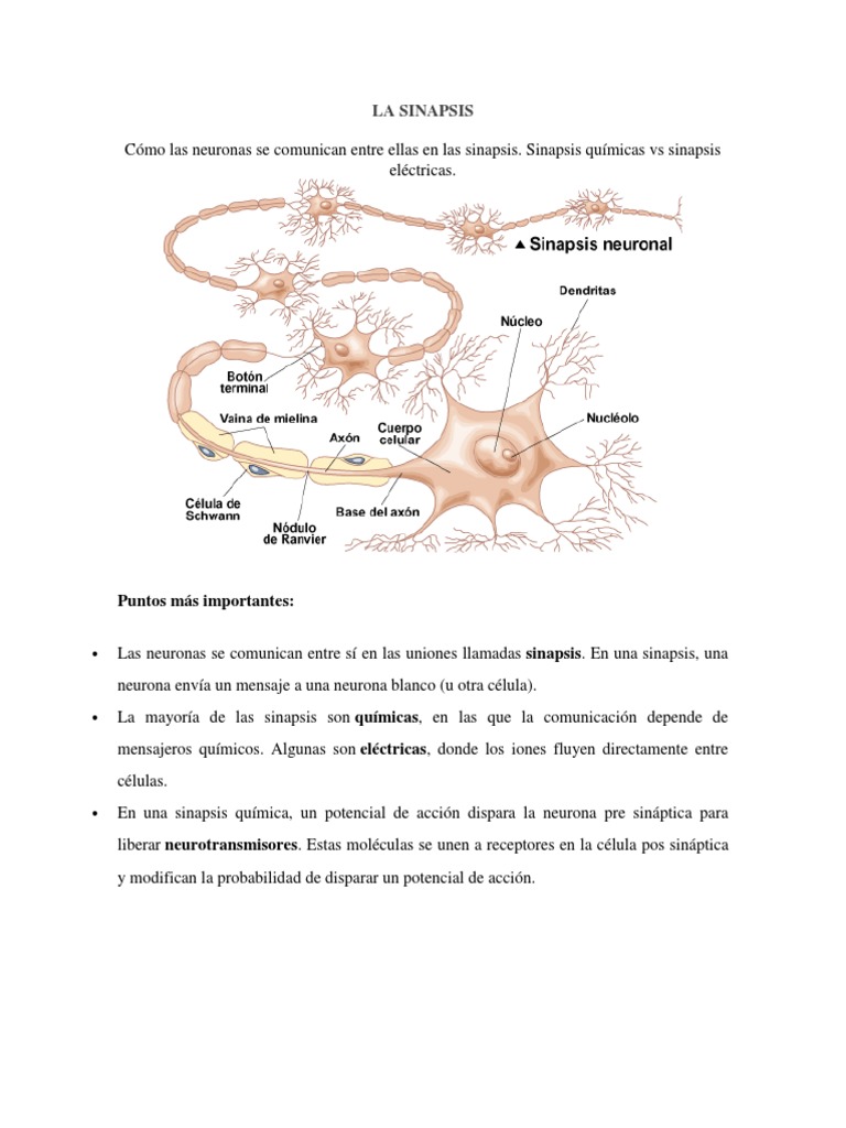 Destino de La Sinapsis | PDF | Sinapsis | Neurona