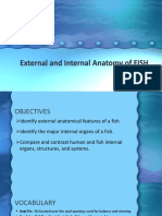 External and Internal Anatomy of FISH