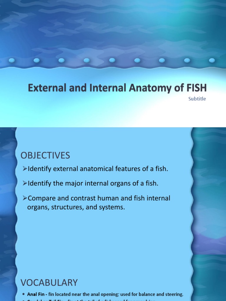 Fish Anatomy: Internal & External Features | PDF | Fish | Gill