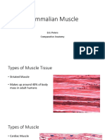 Mammalian Muscle: Eric Peters Comparative Anatomy