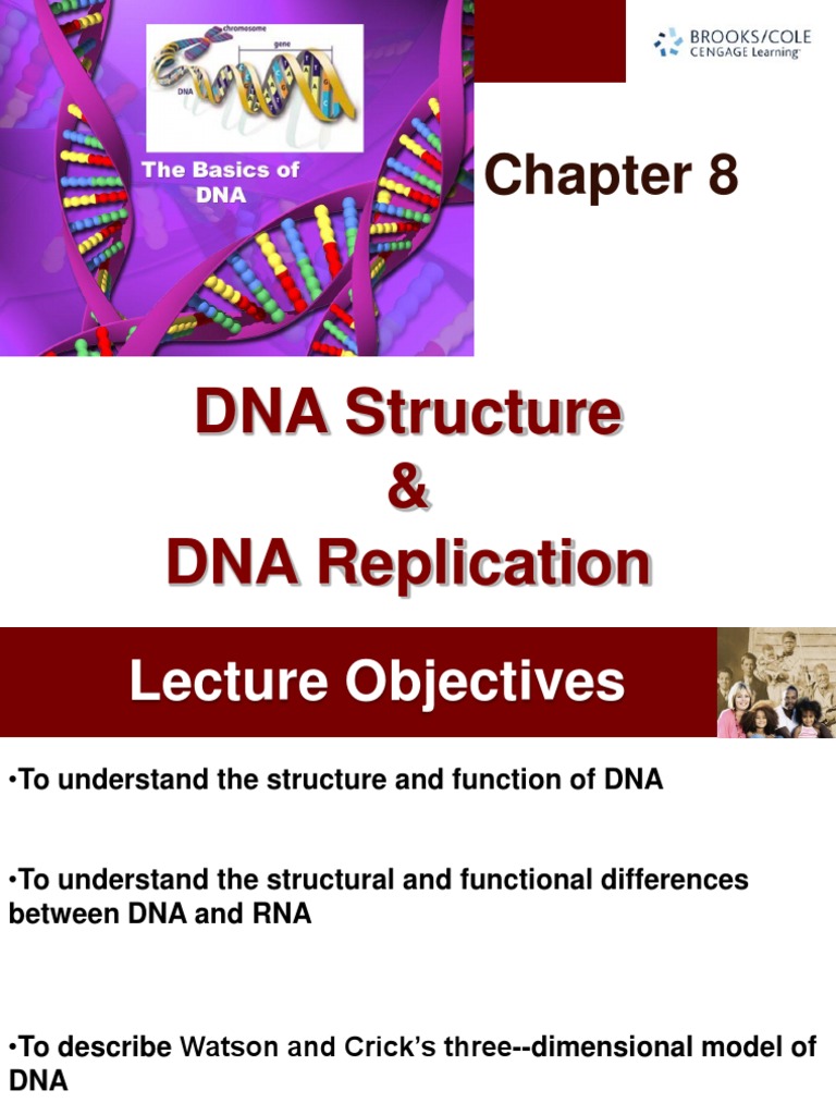 DNA Structure and Replication Overview | PDF | Dna | Rna