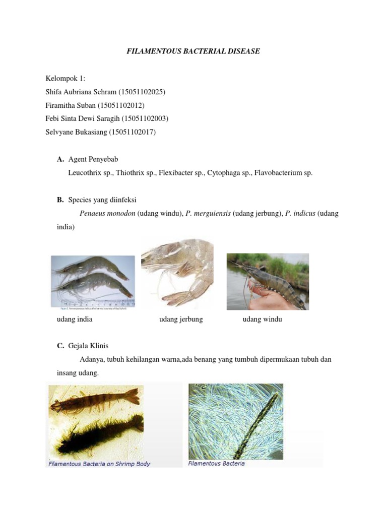 Penyakit Bakteri Filament pada Udang | PDF