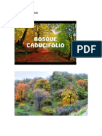 Bosque Caducifolio Denis