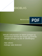 12 Idioblas