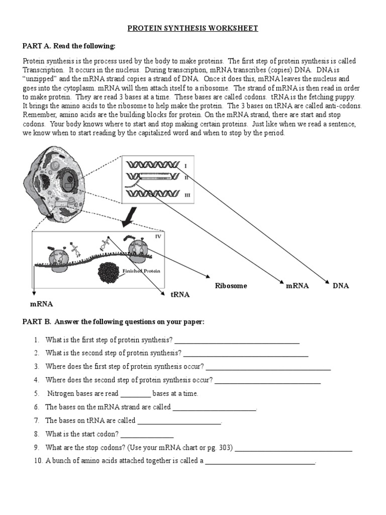 373312852 Protein Synthesis Worksheet 2018 Translation Biology Messenger Rna