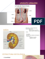 Aparato Urinario Exposición Histología