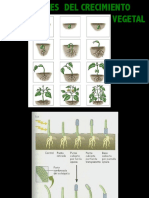 Reguladores del crecimeinto vegetal.pdf