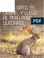 Liebre Europea en Perú-Latn2018