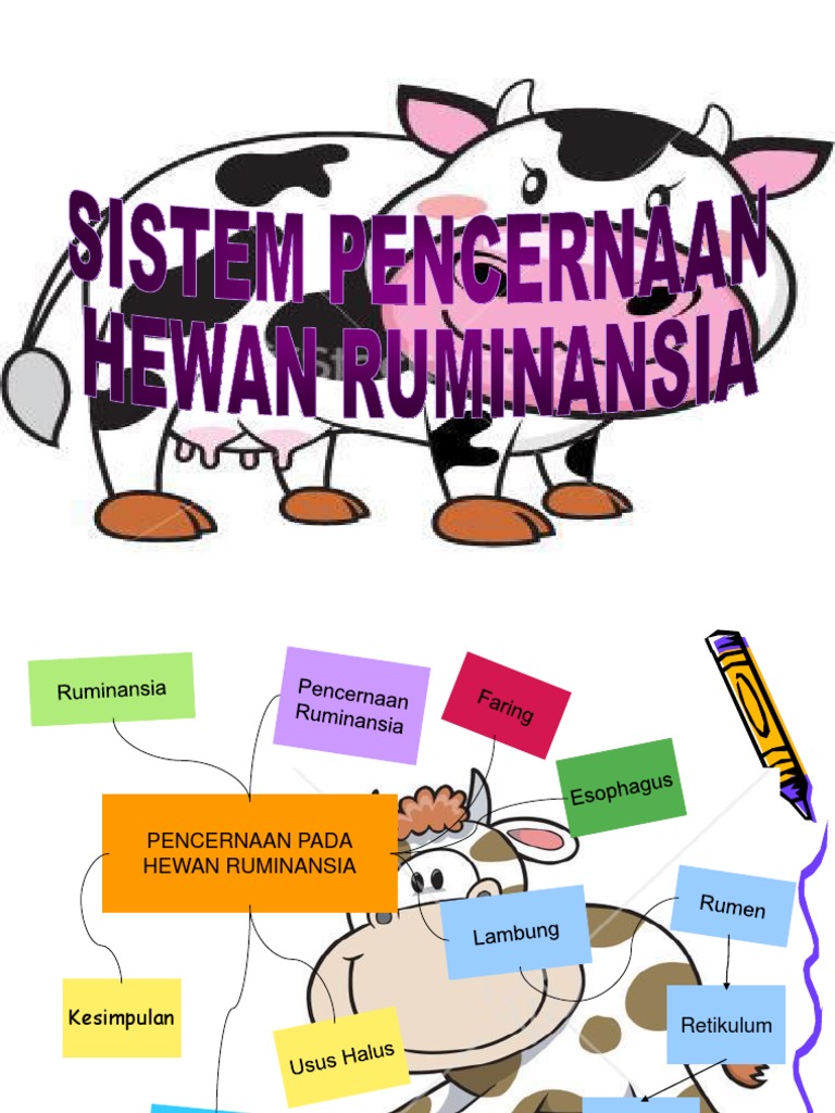 Asli Pencernaan Hewan Ruminansia