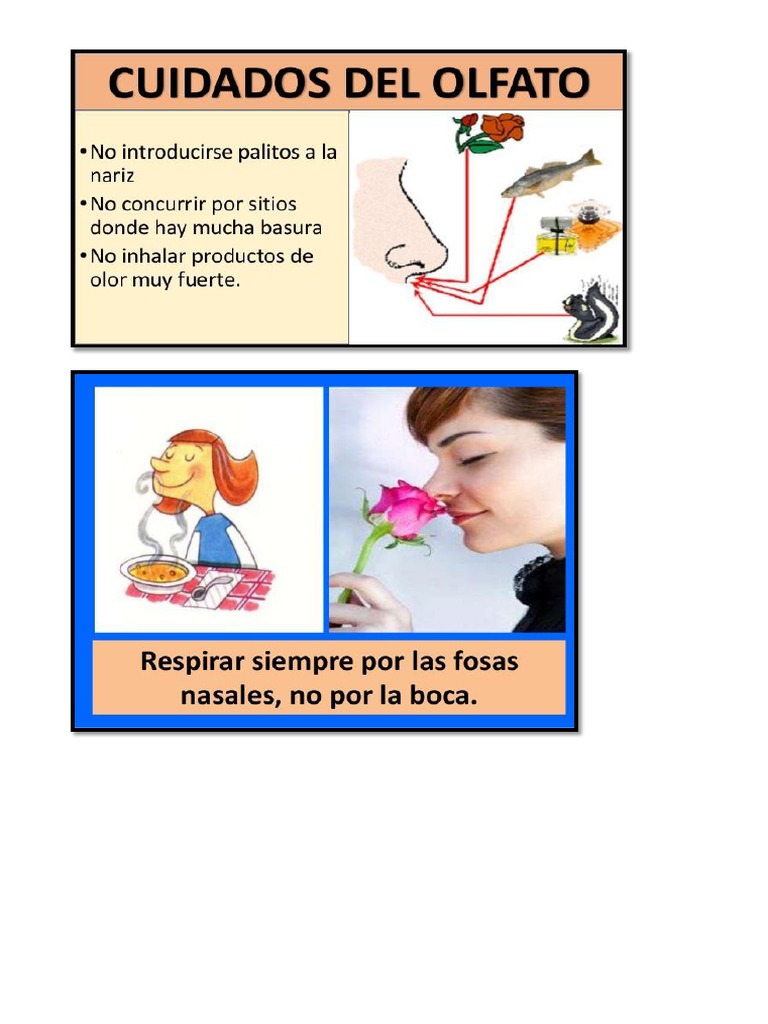 Cuidado Del Sentido Del Olfato PDF