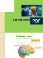 Anatomia Sc Cerebrale
