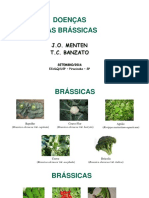 Brassicas Alface Cebola Alho