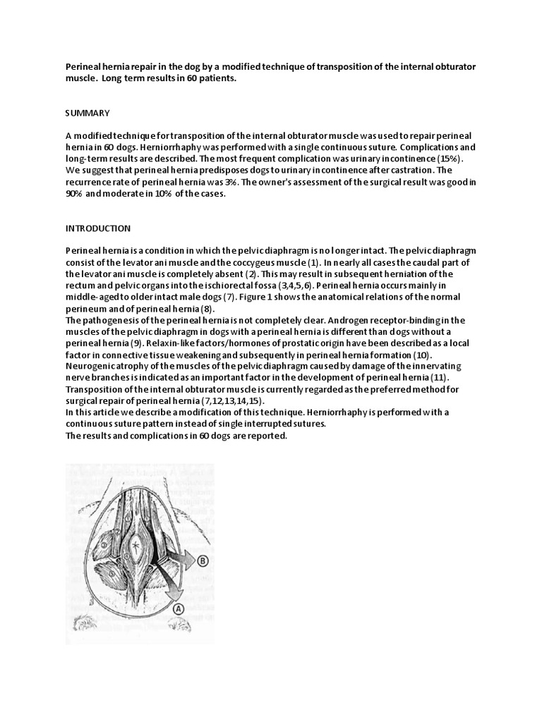 Perineal Hernia Dog | PDF | Urinary Incontinence | Surgery