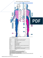 Mapa de Dermatomas Sensitivos - MedicalCRITERIA