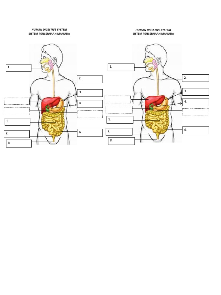 Digestive System PDF