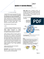 MEDULA I (2)