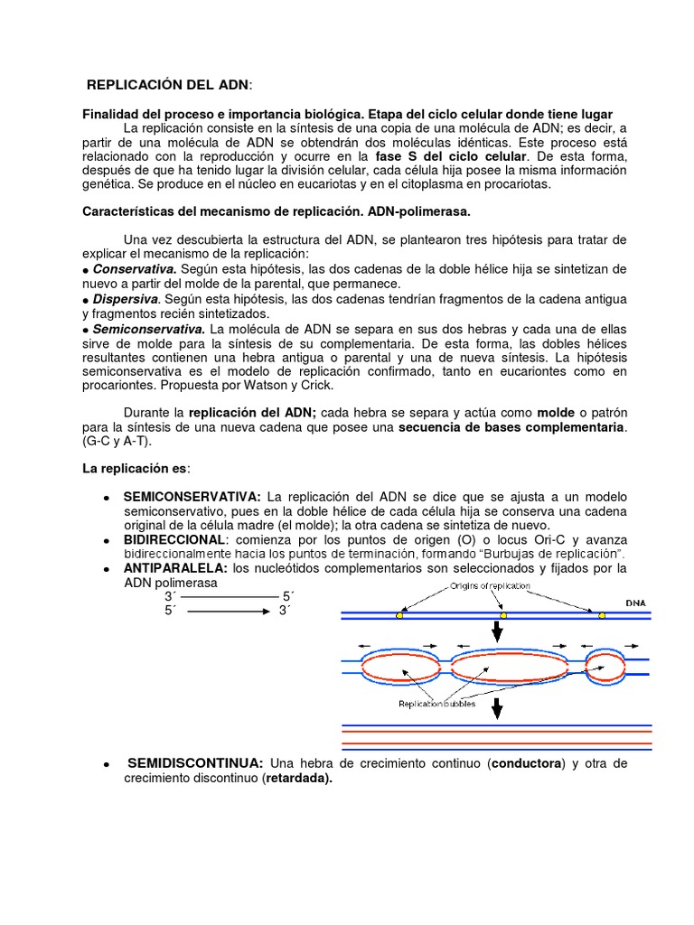 Replicacion Adn | PDF | Replicación De Adn | Adn
