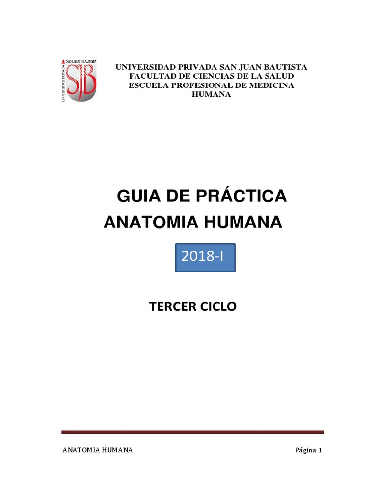 G.P. Anatomia Humana 2018-I PDF | PDF | Abdomen | Hígado