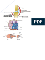 Unit 5 Biology Diagrams