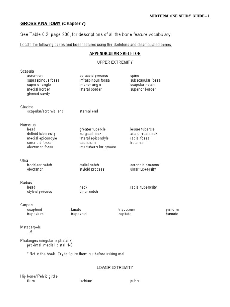 Gross Anatomy Guide | PDF | Vertebra | Pelvis