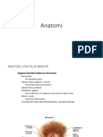 Anatomi Genital