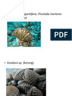 Pelecypoda Mollusca