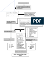 Mapa Conceptual Sistema Inmune