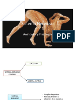 Sistema Nervioso - Anatomia y Fisiologia