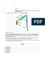 This Article Is About The and Structure. For Legs in Humans, See - For Other Uses, See - "Legs" Redirects Here. For Other Uses, See