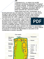 228770029 3 Curs Vacuole Incl Ergastice Perete Cel