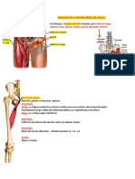 Musculos de La Region Medial y Posterior Del Muslo