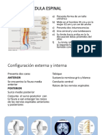 Medula Espinal