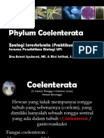 Phylum Coelenterata