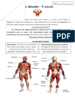 Ficha Informativa e Formativa Os Músculos