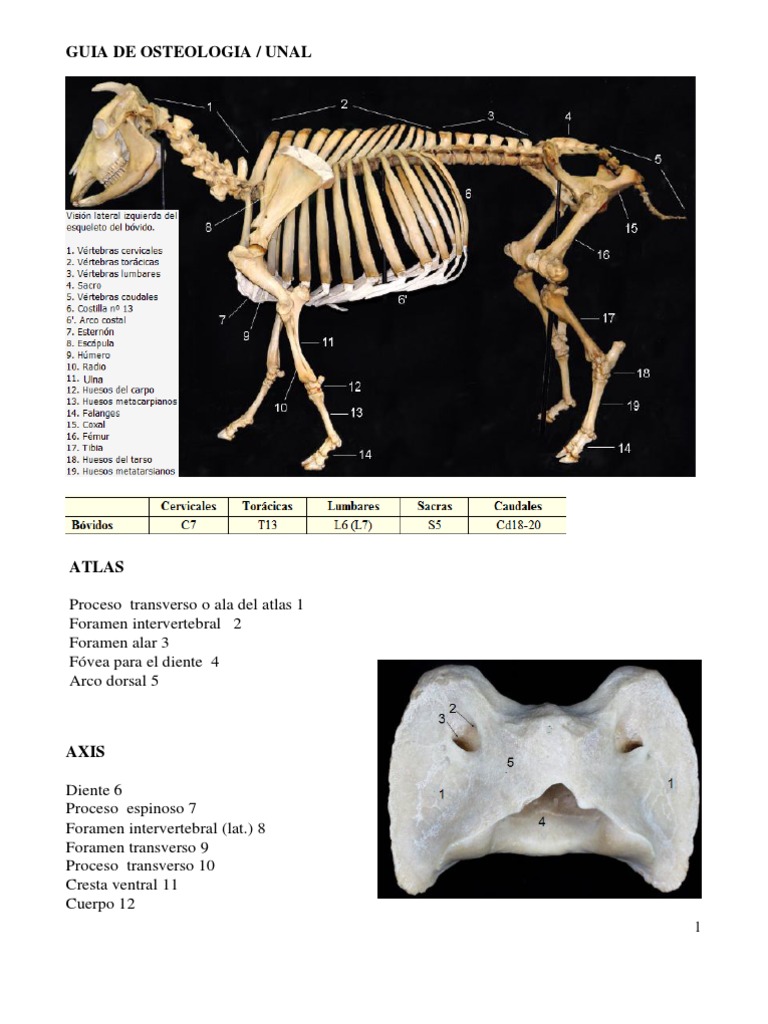 Guia Osteologia Bovino 1 | PDF | Cráneo | Sistema esquelético