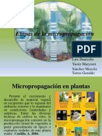 Micropropagacion