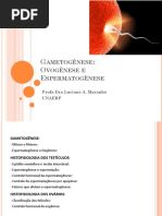 13. Ovogenese e Espermatogenese
