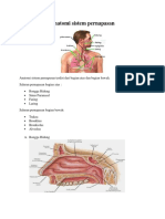 Anatomi Sistem Pernapasan