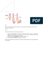 Fisiologi System Pencernaan