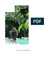 Pigeon - Third Year Wing (Montserrat)