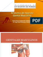 145864546 Anatomia Del Aparato Genital Masculino